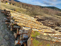 PEFC-zertifiziertes Birken- und Kastanienholz pro LKW-Ladung – 60 m³