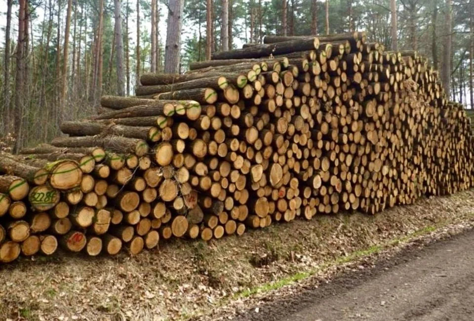 Hochwertige PEFC-zertifizierte Eichenstämme pro LKW-Ladung – ca. 60 m³ luftgetrocknetes Rundholz in ausgewählter Forstqualität für Sägewerke und Bauzwecke